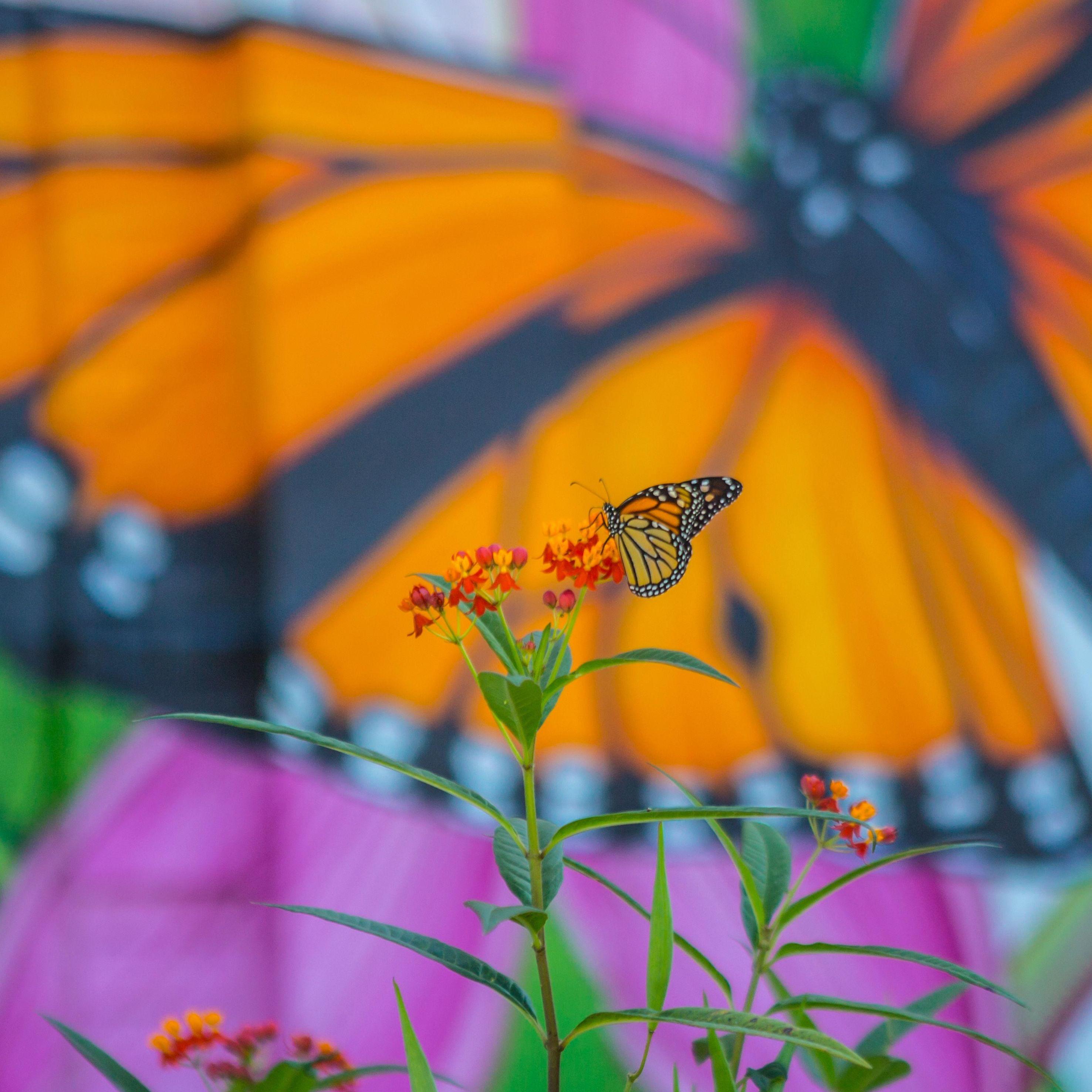 The Nature Conservancy Alongside Lead Collaborator 满帆大学 Launch “The Monarch Initiative” - Thumbnail